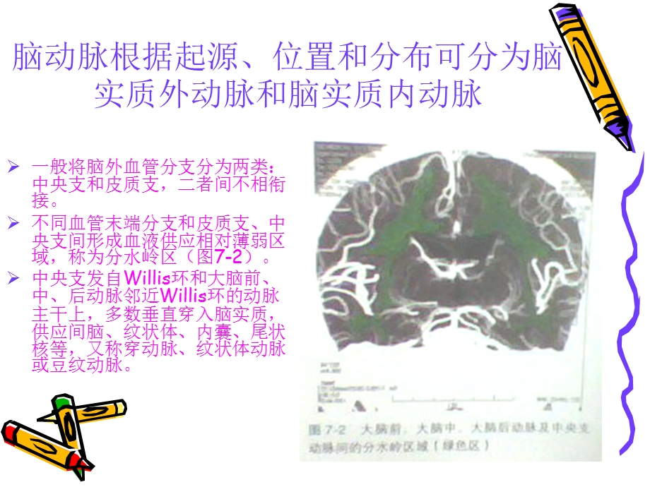 脑的动脉供应区域.ppt_第3页