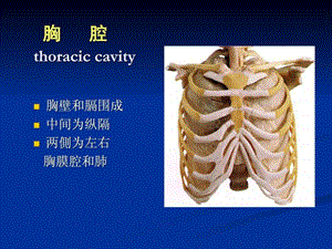 胸腔解剖图谱.ppt.ppt