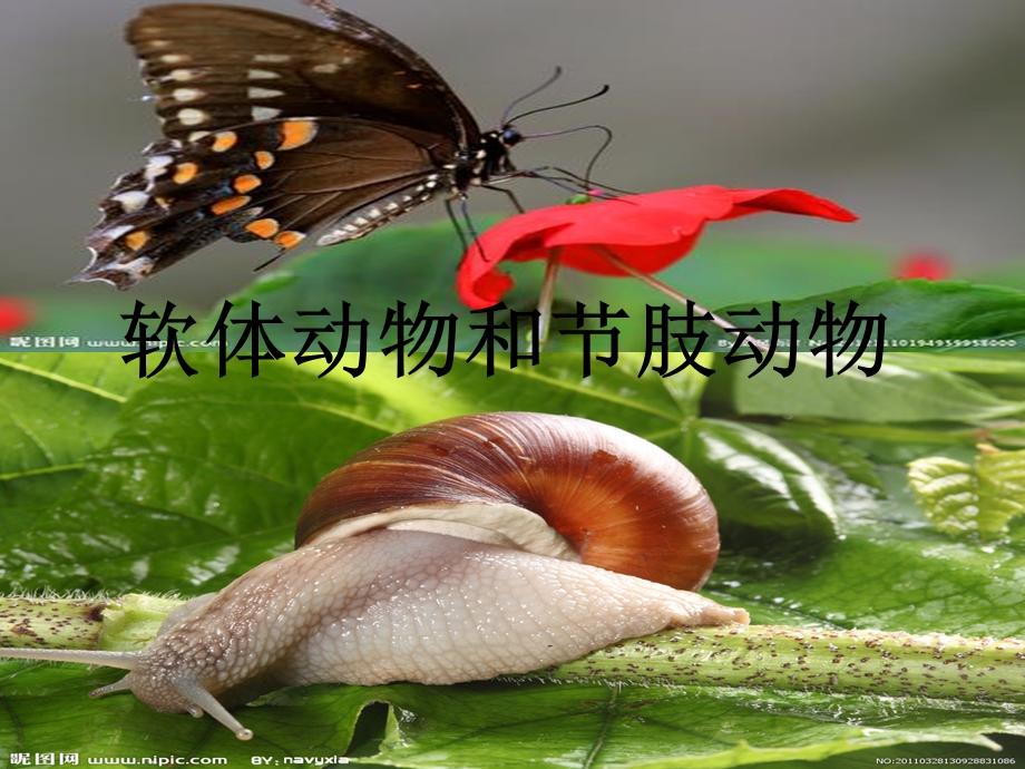 软体动物和节肢动.ppt_第1页