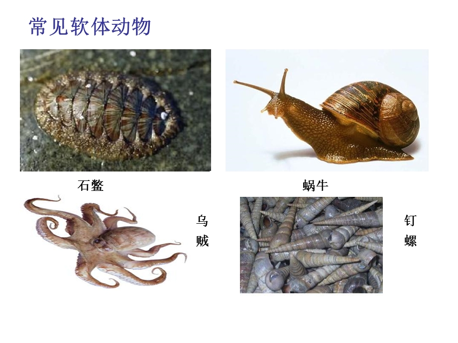 软体动物和节肢动.ppt_第3页