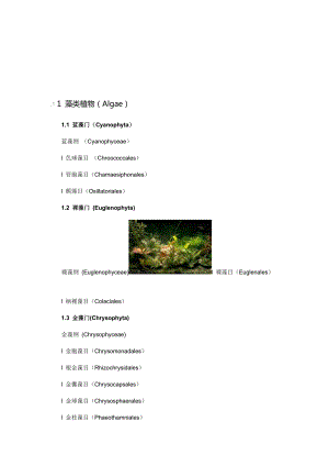 11藻类植物.doc