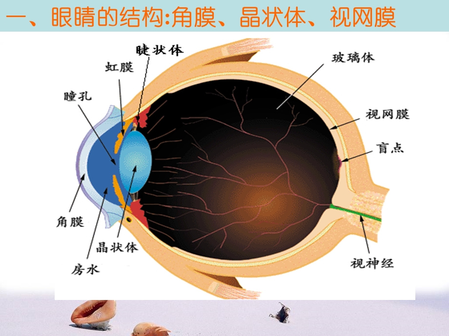 第六节神奇的眼睛.ppt精品教育.ppt_第2页