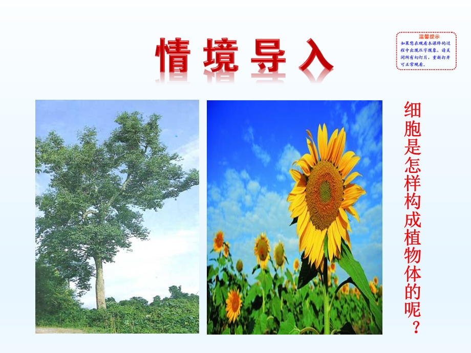 第三节植物体的结构层次精品教育.ppt_第2页