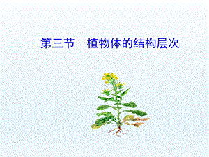 第三节植物体的结构层次精品教育.ppt