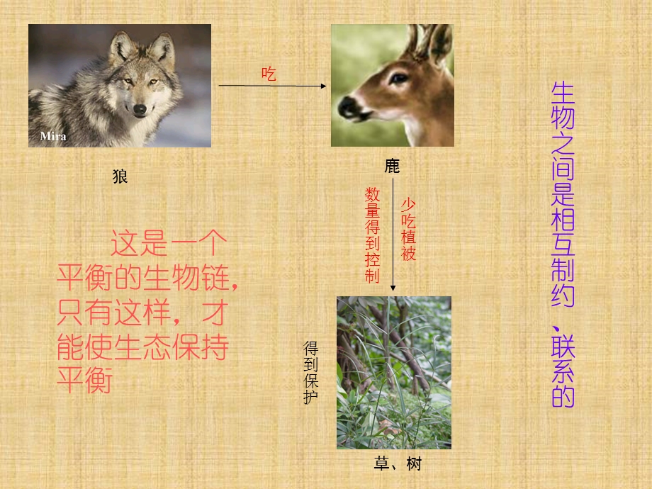 鹿和狼的故事1.ppt_第3页