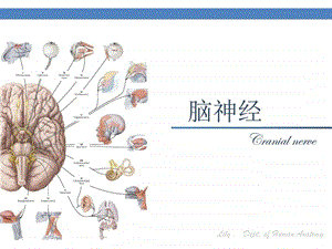 脑神经图文.ppt.ppt