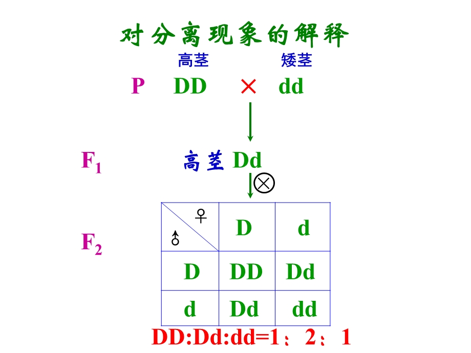 （很好）2011孟德尔豌豆杂交实验二第一课时小玲用.ppt_第3页