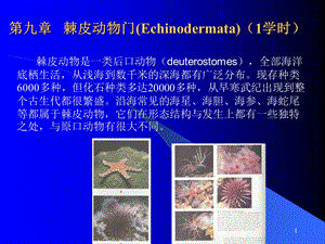 动物学11棘皮动物门.ppt