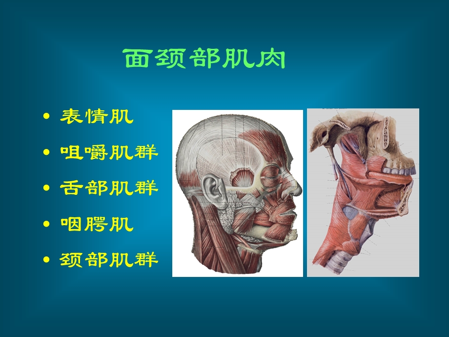 口腔颌面部解剖肌肉及筋膜.ppt_第2页