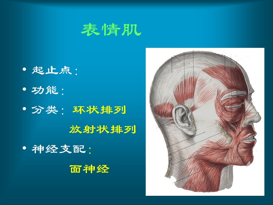 口腔颌面部解剖肌肉及筋膜.ppt_第3页