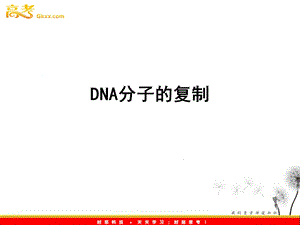 DNA分子的复制终稿.ppt