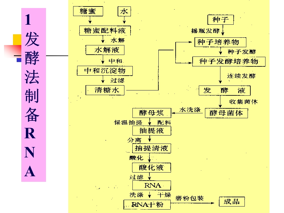 核酸类药物及其生产工艺.ppt_第3页