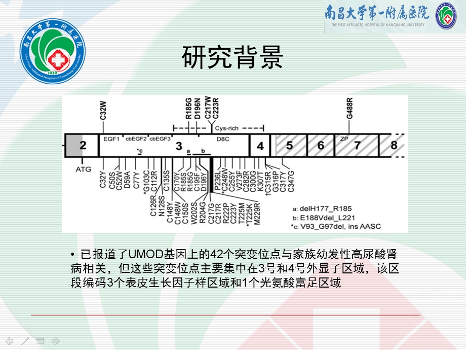 家族性青少年高尿酸肾病致病基因研究魏昕.ppt_第3页