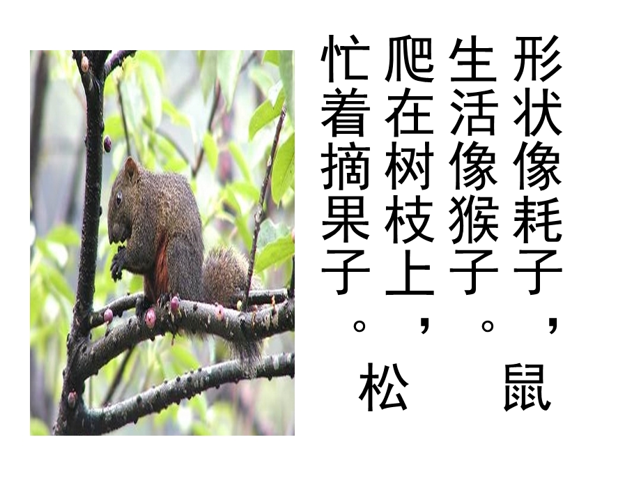 语文七下《松鼠》课件.ppt_第1页