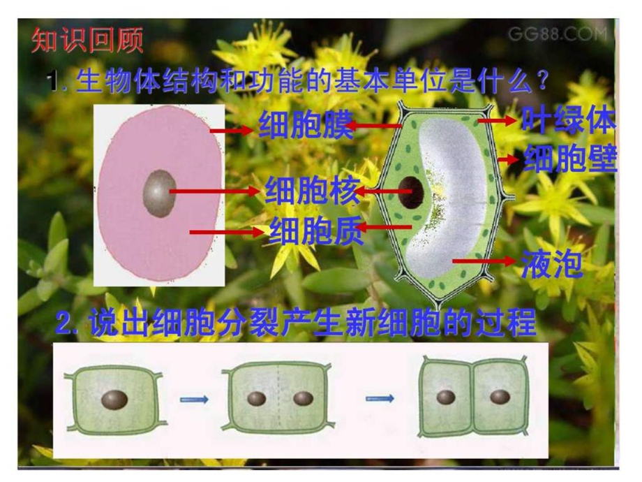 动物体的结构层次用.ppt_第1页