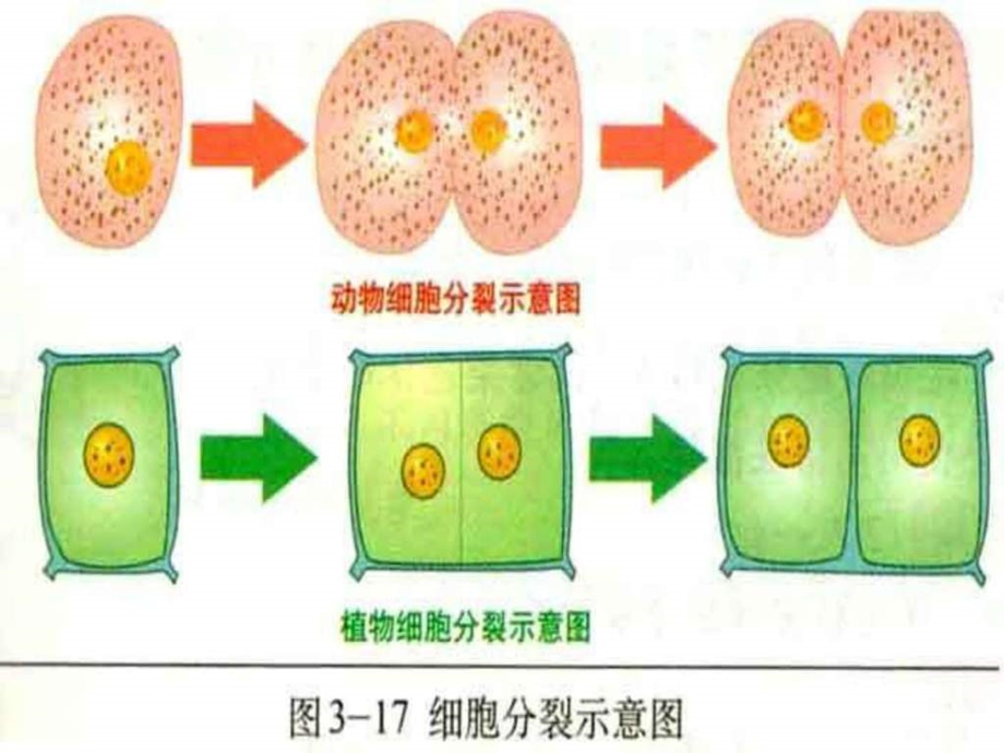 动物体的结构层次用.ppt_第2页