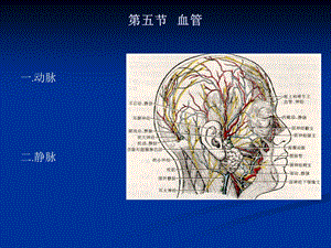 05第五节血管.ppt