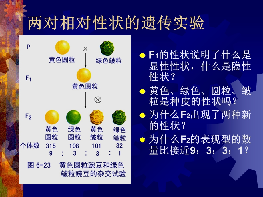 复习基因的自由组合定律.ppt_第3页