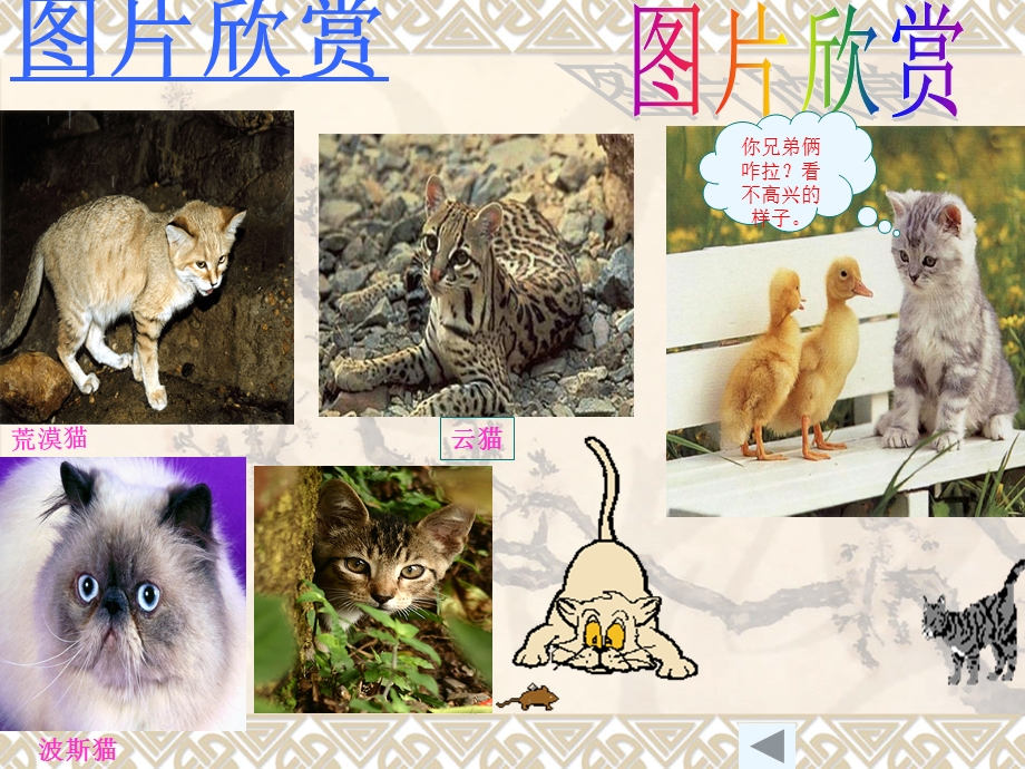 竞赛《猫》教学课件.ppt_第3页