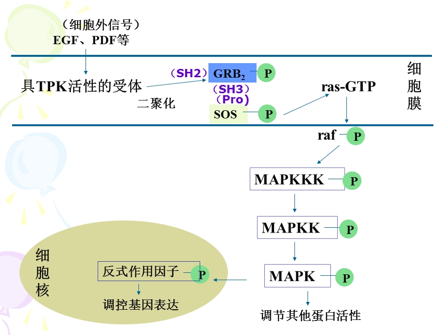 第四节RasRafMAPK通路.ppt_第3页