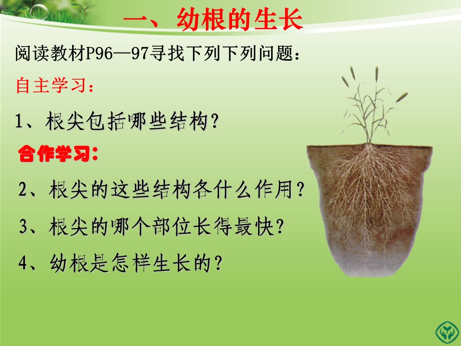 第二节植株的生长精品教育.ppt_第3页