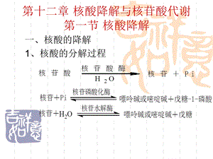 第十二章核酸降解与核苷酸代谢.ppt