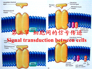 细胞生理3细胞间信号传递.ppt