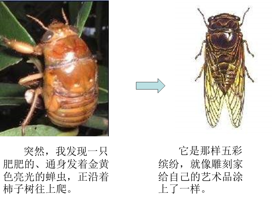 金蝉脱壳演示文稿1.ppt_第2页