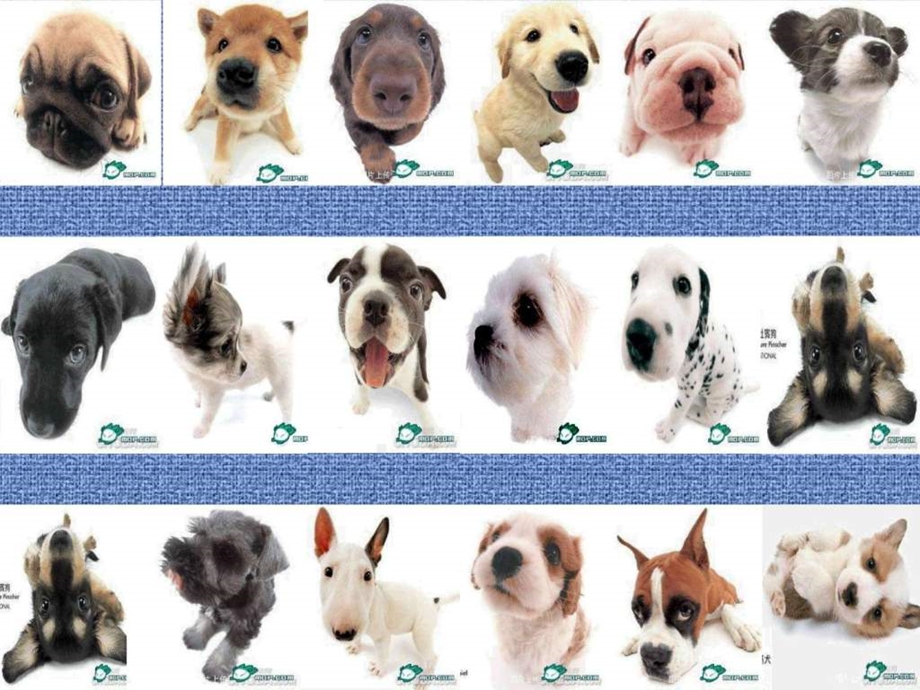 世界名犬幼犬畜牧兽医农林牧渔专业资料.ppt.ppt_第2页