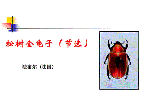 （苏教版）七年级下《松树金龟子》（二）.ppt