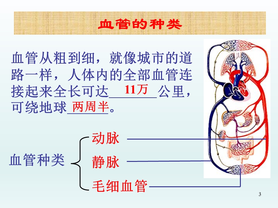 第二节血流的管道——血管精品教育.ppt_第3页