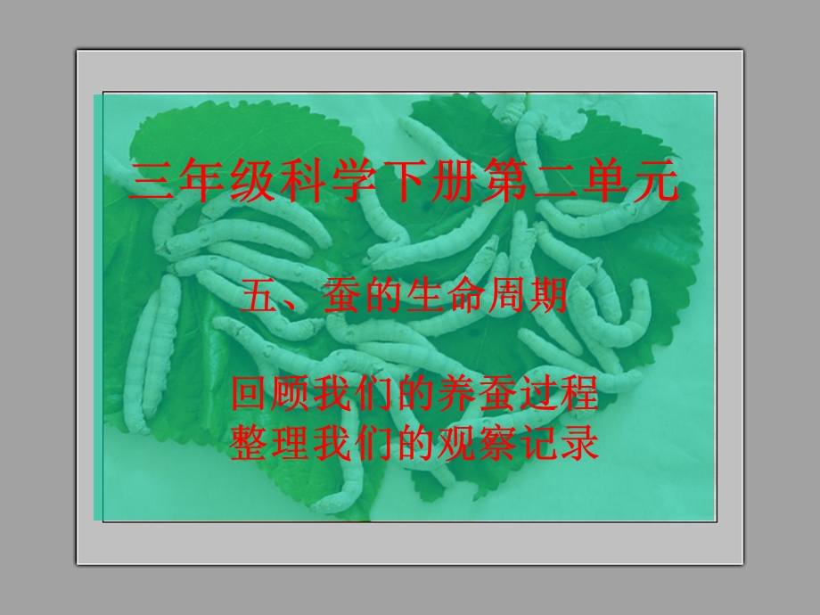 蚕的生命周期PPT.ppt_第1页