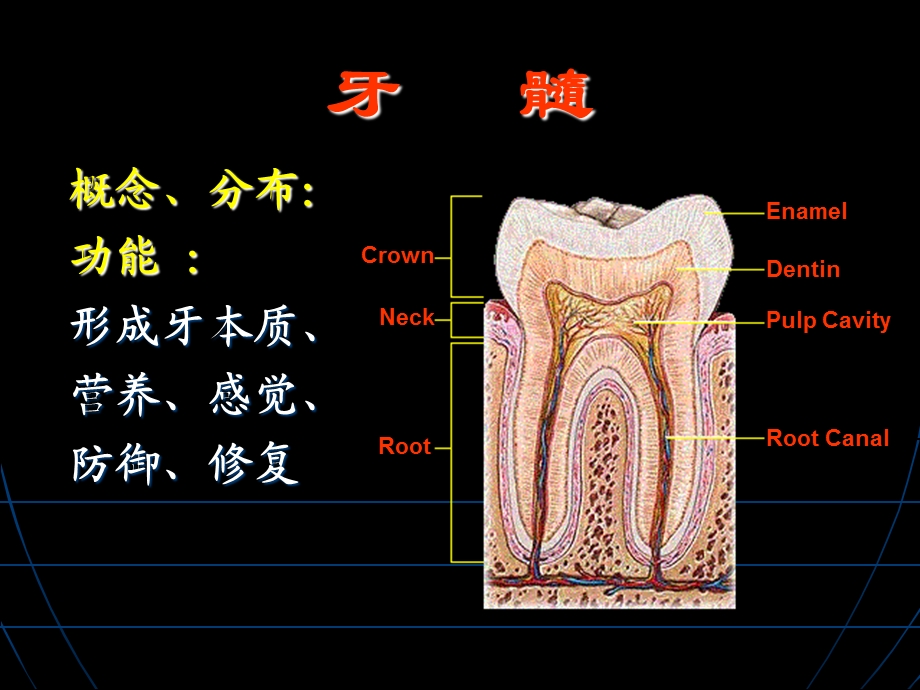 第三节牙髓.ppt_第2页