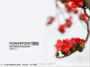 木棉花PPT模板.ppt.ppt