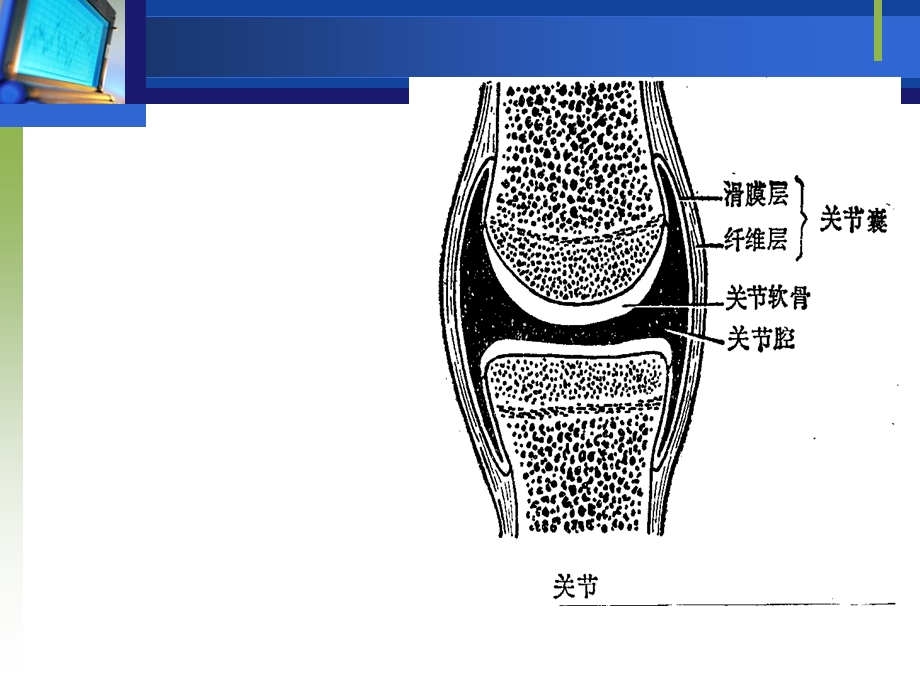 1人体运动结构概述.ppt_第3页