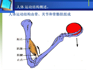 1人体运动结构概述.ppt