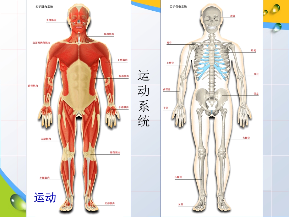 第二节运动的形成第一课时7月22日改精品教育.ppt_第3页