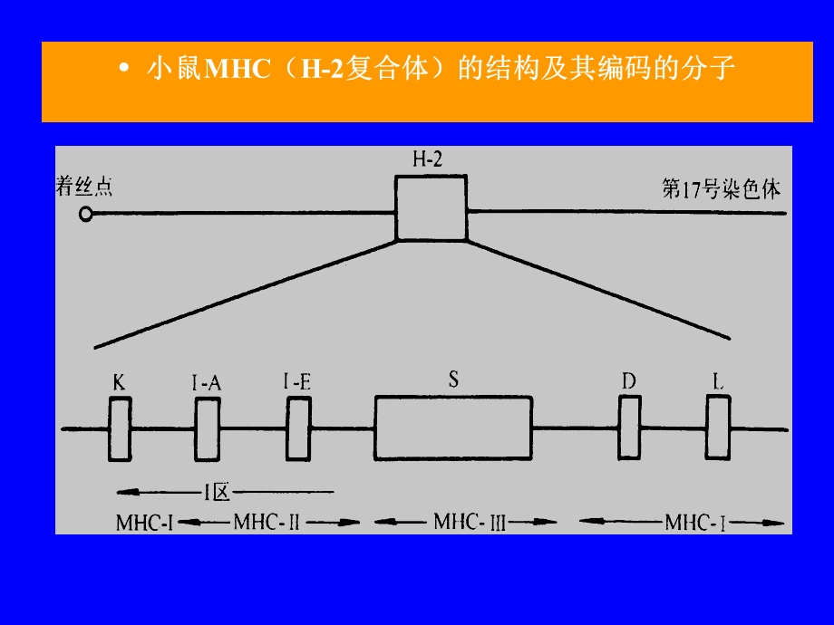 免疫分子3MHC.ppt_第3页