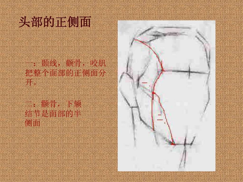 素描头像结构分析1828675543.ppt.ppt_第3页