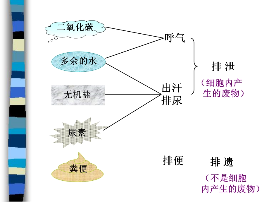 第五章人体内废物的排出肖鹏精品教育.ppt_第3页