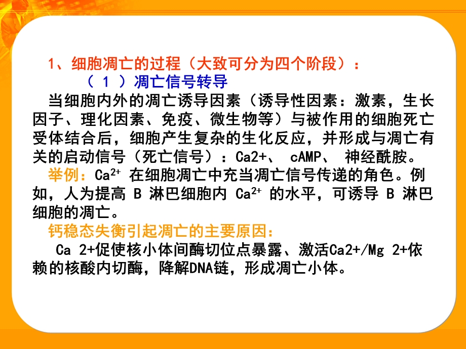 细胞凋亡基因.ppt_第3页