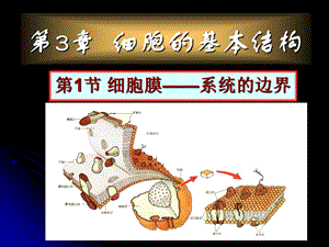 第三章细胞的基本结构.ppt