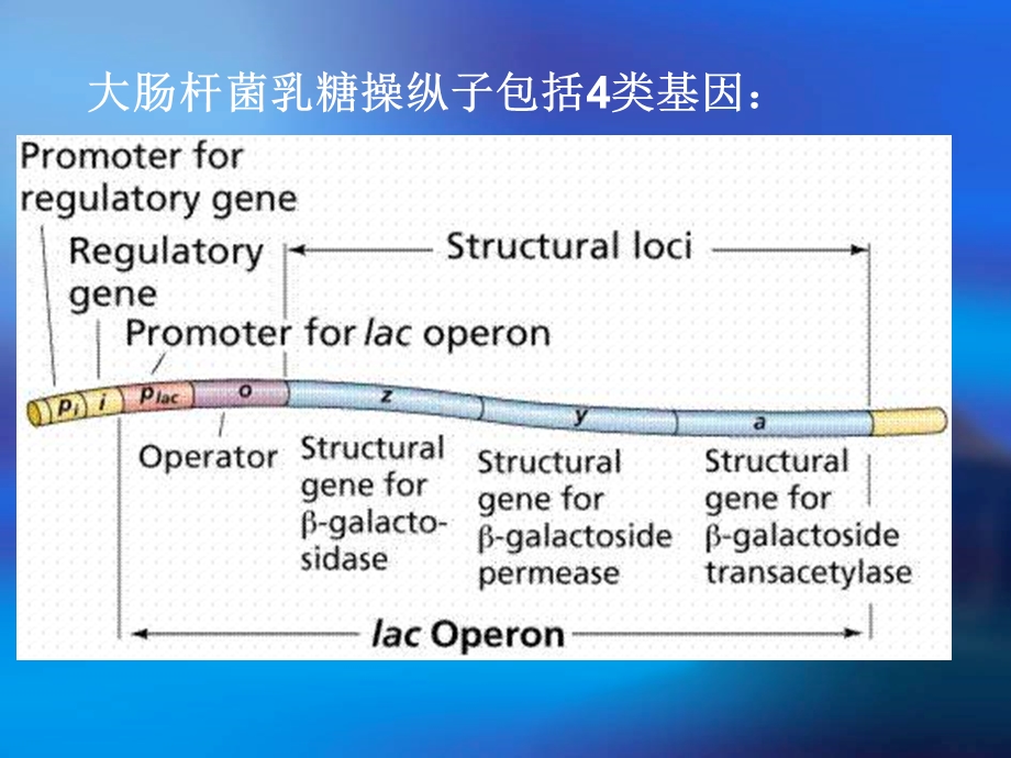 乳糖操纵子与负控诱导系统.ppt_第3页