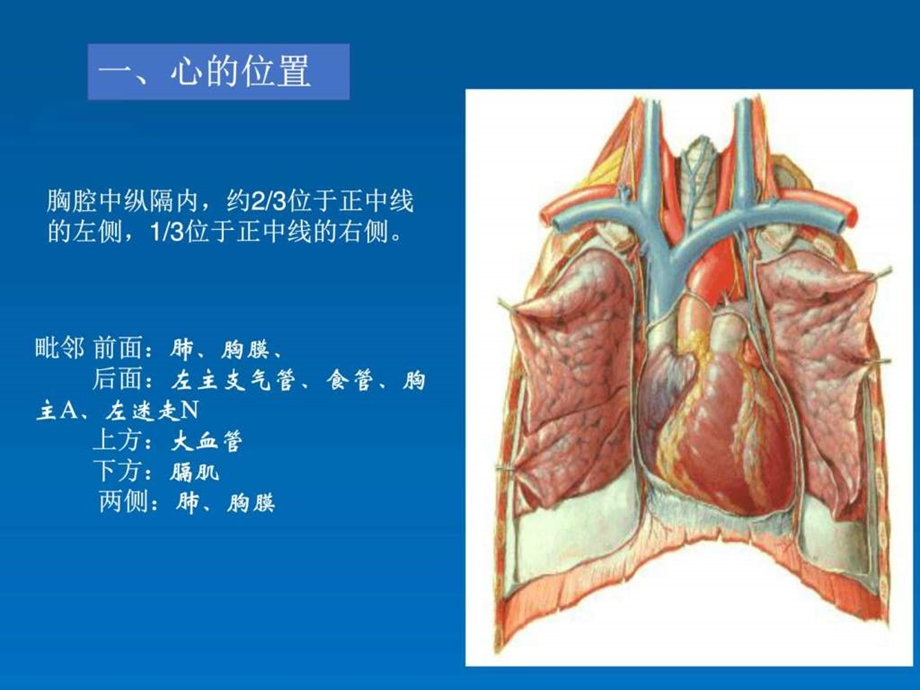 心的位置形态结构图文.ppt.ppt_第2页