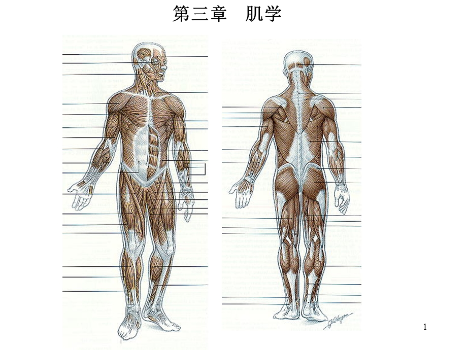 人体解剖学肌学.ppt_第1页