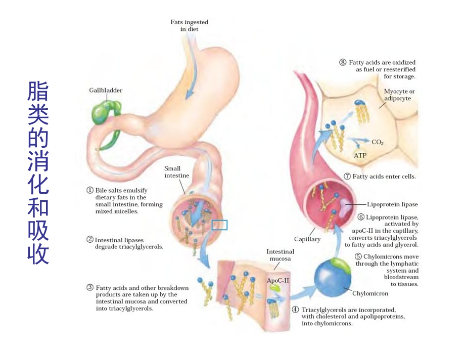 第二节脂肪的分解代谢.ppt_第2页