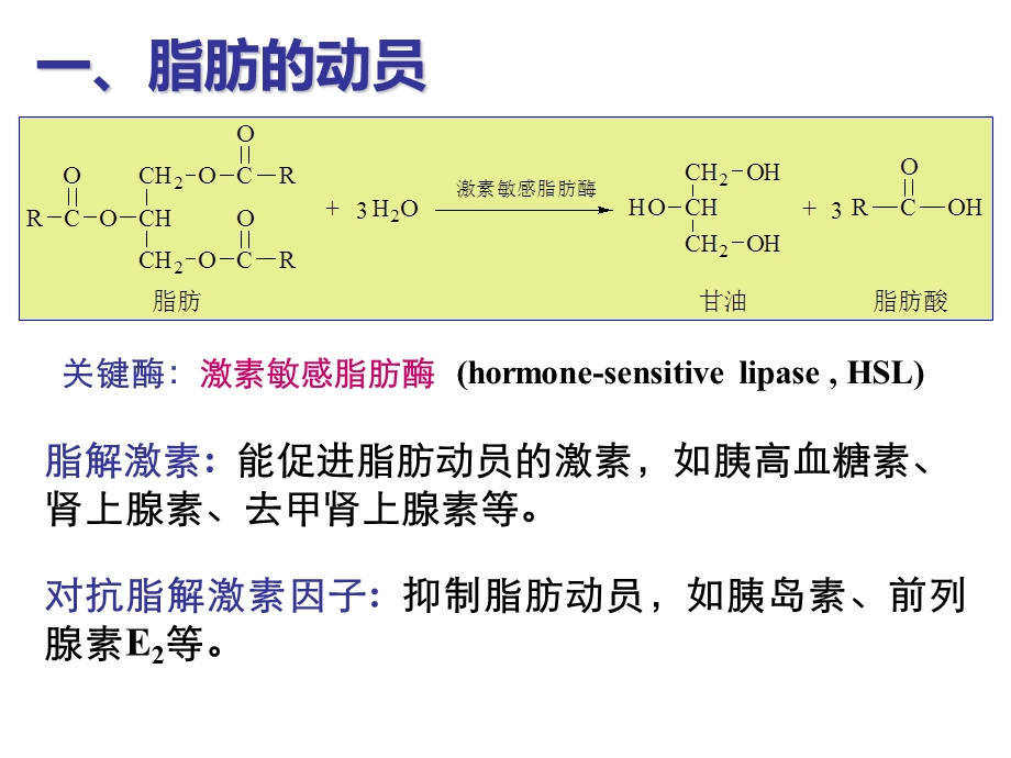 第二节脂肪的分解代谢.ppt_第3页