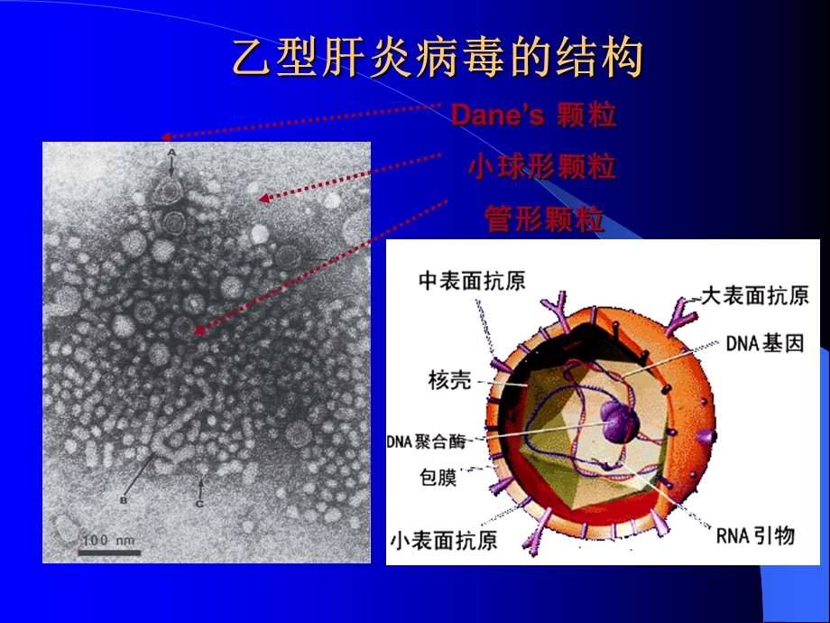 乙肝两对半的意义讲稿.ppt_第3页