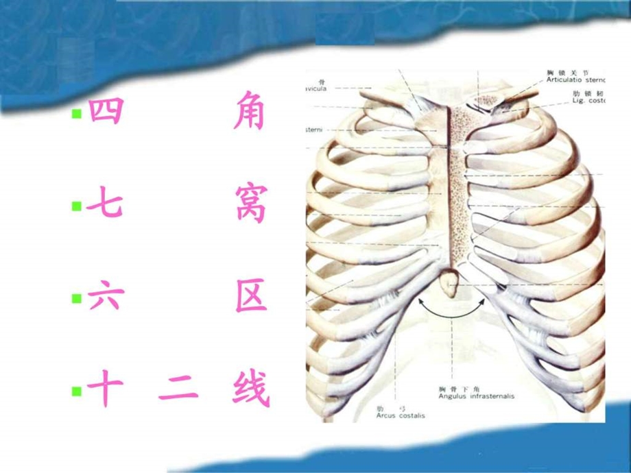 胸部体表标志生产经营管理经管营销专业资料.ppt.ppt_第2页