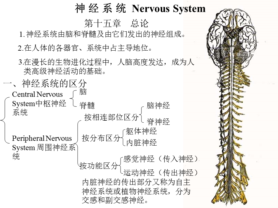 第十二章神经系统总论.ppt_第1页